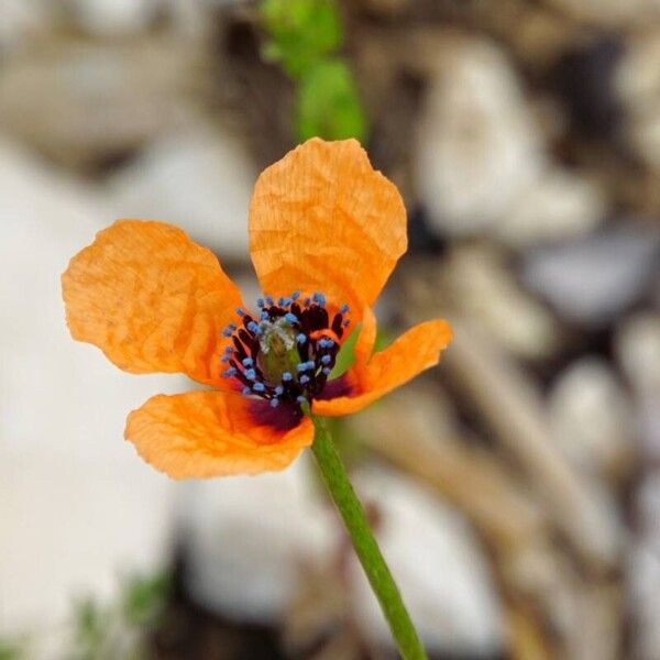 Papaver apulum 花