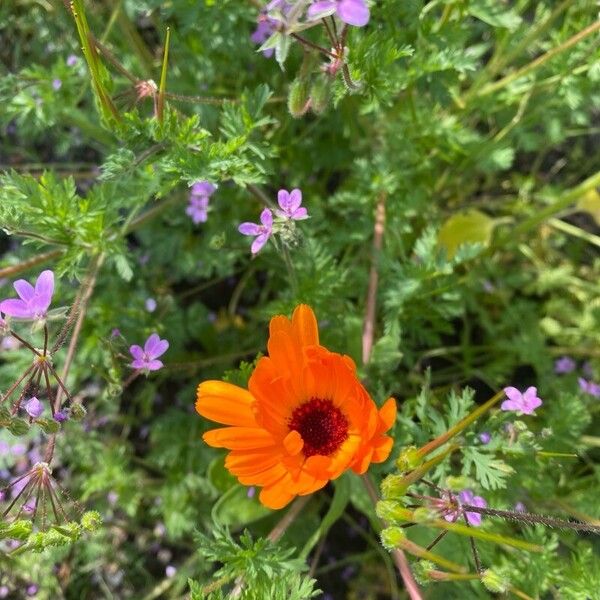 Calendula stellata Blüte