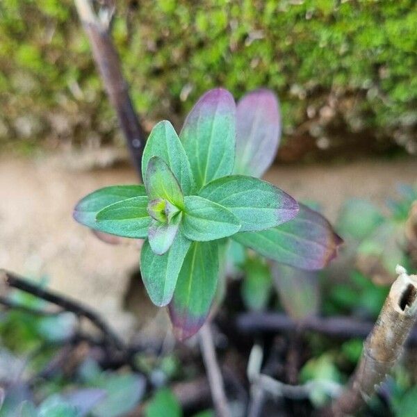 Hypericum maculatum Leaf