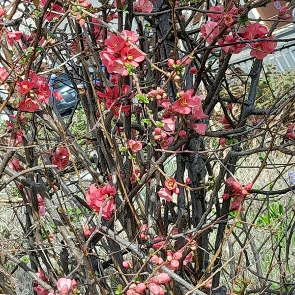 Chaenomeles speciosa Habit