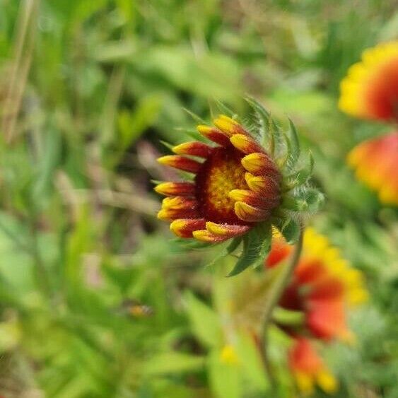 Gaillardia pulchella Flower