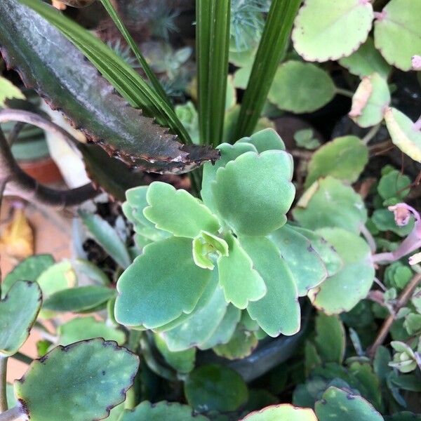 Kalanchoe fedtschenkoi 葉