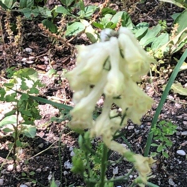 Aconitum vulparia Flower