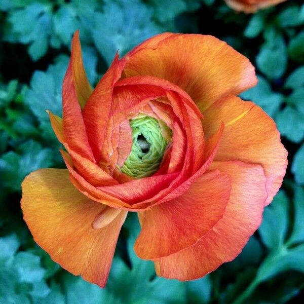 Ranunculus asiaticus Flower