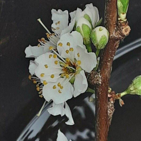 Prunus salicina Flor