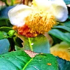 Camellia sinensis Flor