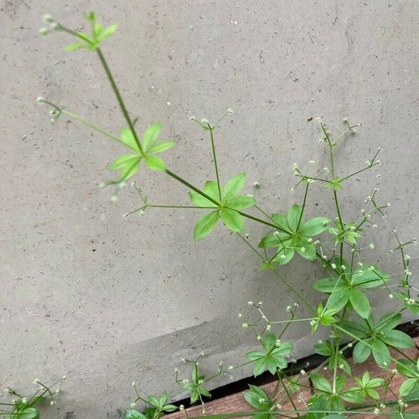 Galium triflorum Folio