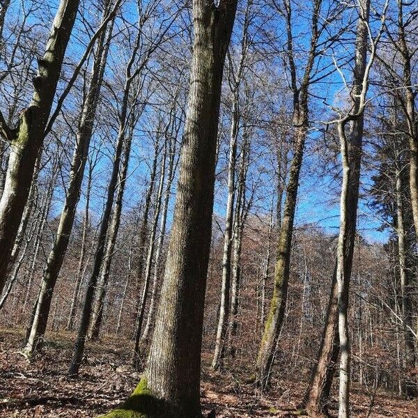 Quercus rubra Alkat (teljes növény)