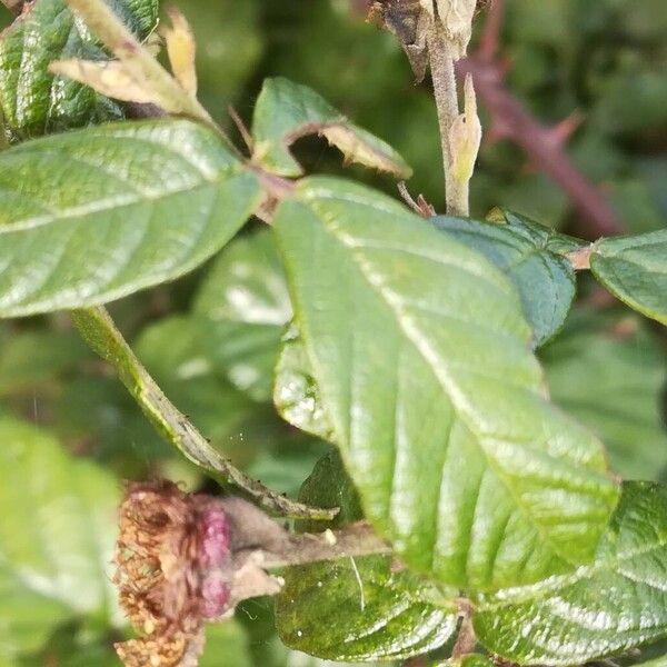 Rubus ulmifolius Fuelha