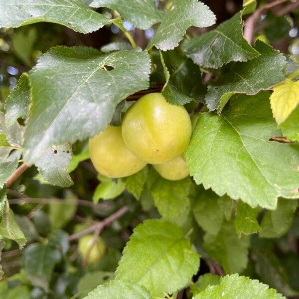 Prunus brigantina Hedelmä