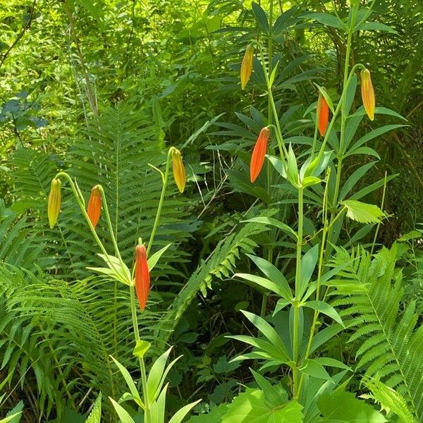 Lilium canadense Flower