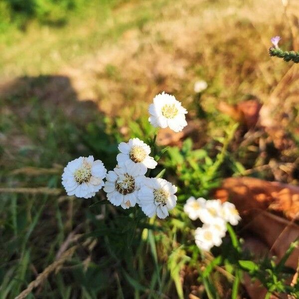 Achillea ptarmica Kvet