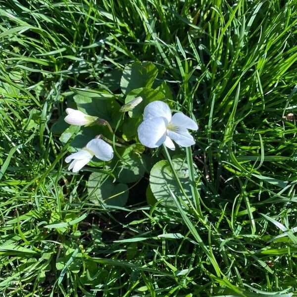 Viola striata (Striped violet)