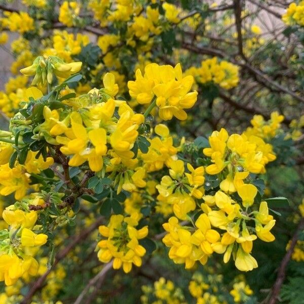 Coronilla valentina Floare