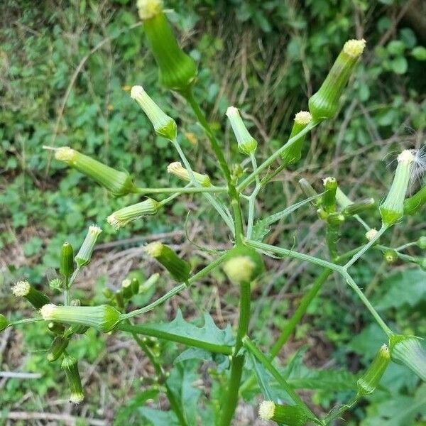 Erechtites hieraciifolius Blomst