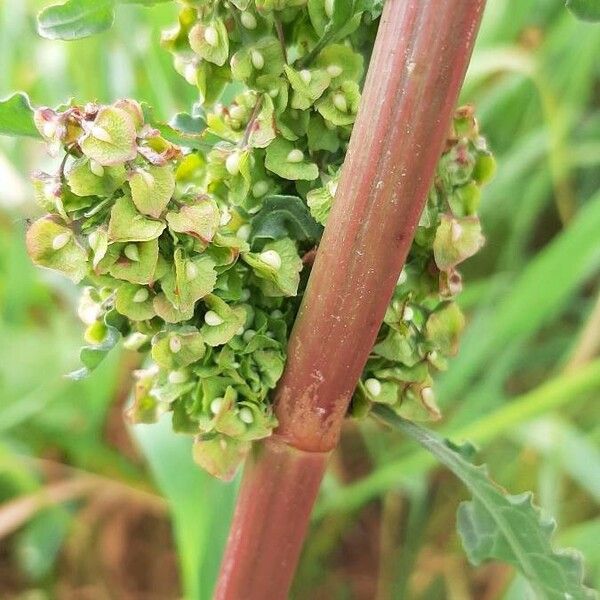 Rumex longifolius Bark