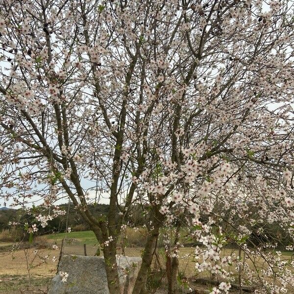 Prunus amygdalus Кора