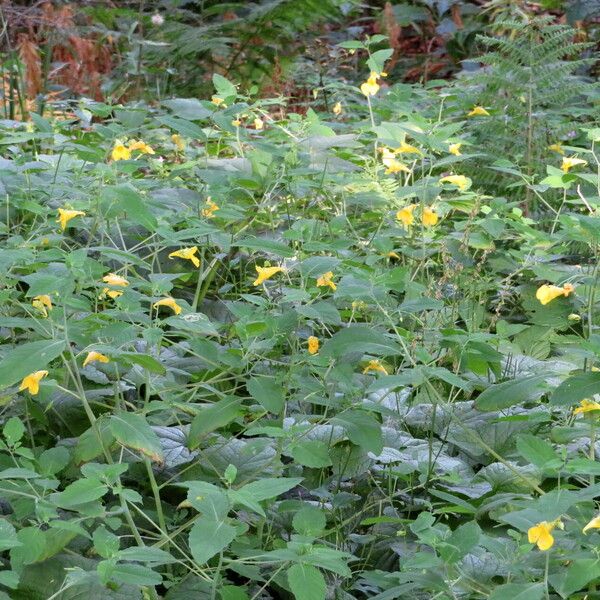 Impatiens noli-tangere Habitus