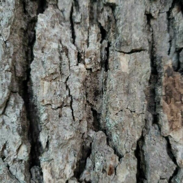 Quercus alba Kabuk