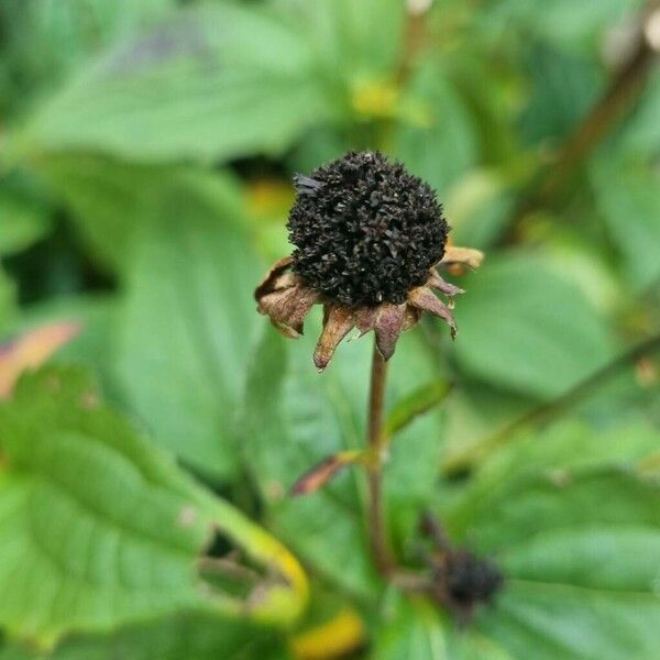 Rudbeckia hirta Blomst