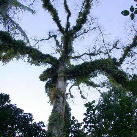 Ceiba pentandra Συνήθη χαρακτηριστικά