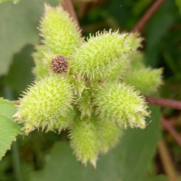 Xanthium strumarium Plod