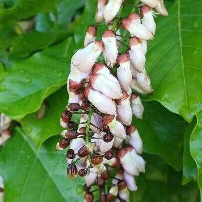 Pongamia pinnata Цветок