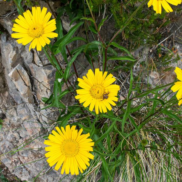 Buphthalmum salicifolium ফুল