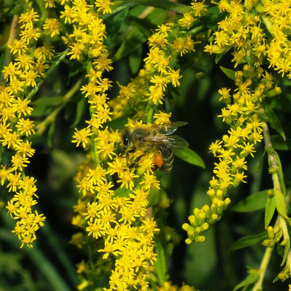 Solidago canadensis Flower