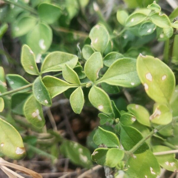 Jasminum fluminense Feuille