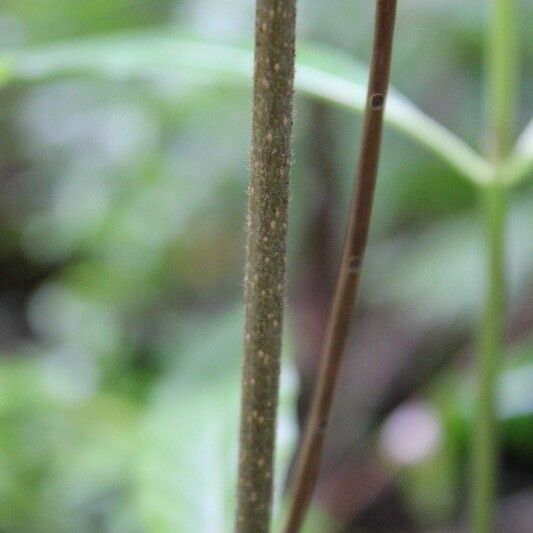 Antirhea borbonica Bark