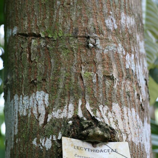 Couroupita guianensis Rhisgl