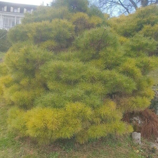 Pinus rigida Характер