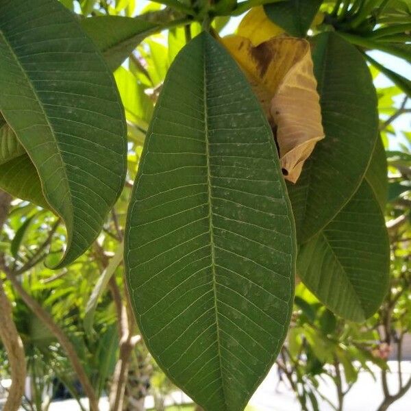 Plumeria rubra Liść