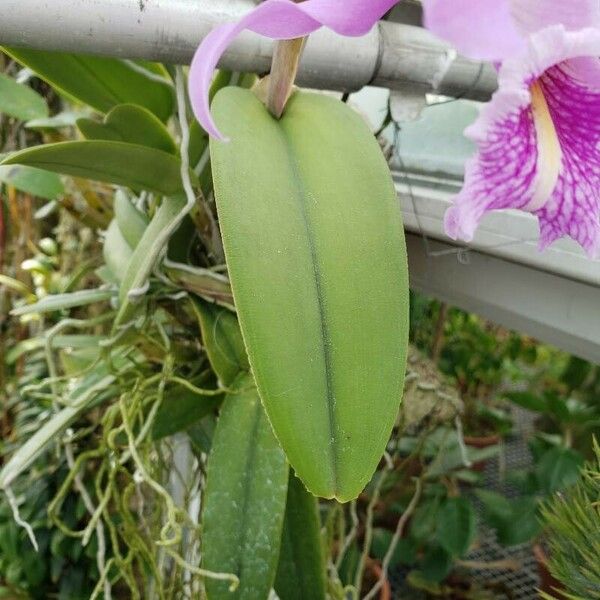 Cattleya dowiana Deilen