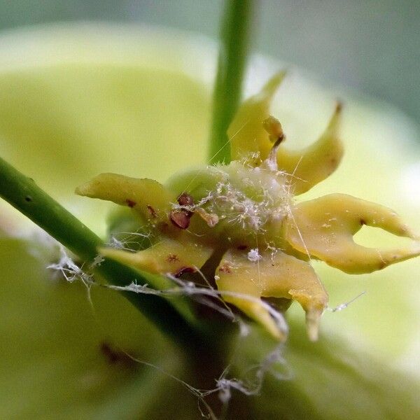 Euphorbia amygdaloides Blüte