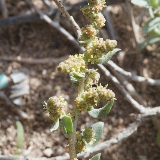 Atriplex glauca ᱮᱴᱟᱜ