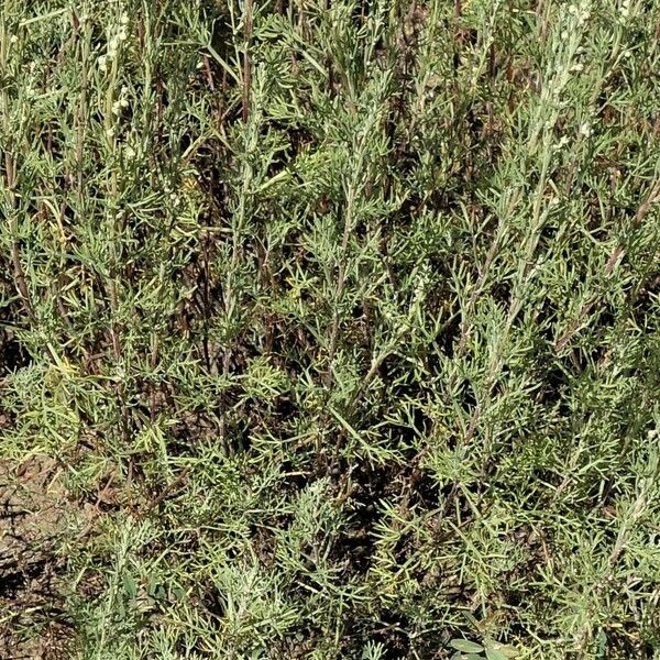 Artemisia herba-alba Lapas