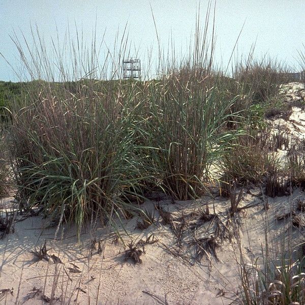 Panicum amarum Habit