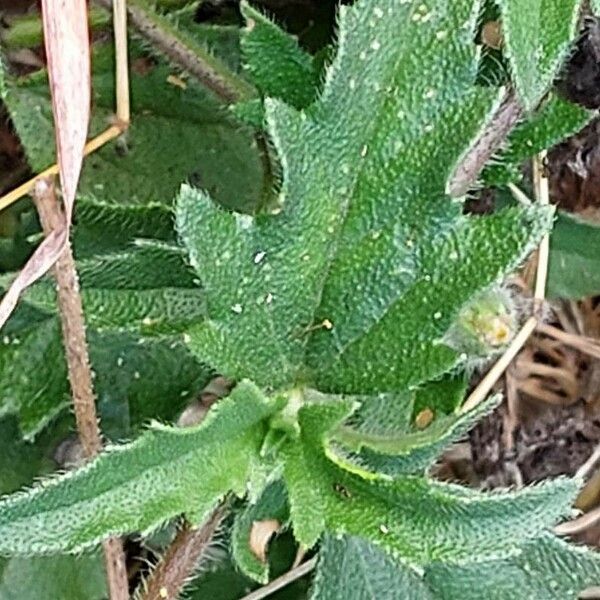 Tridax procumbens Leaf