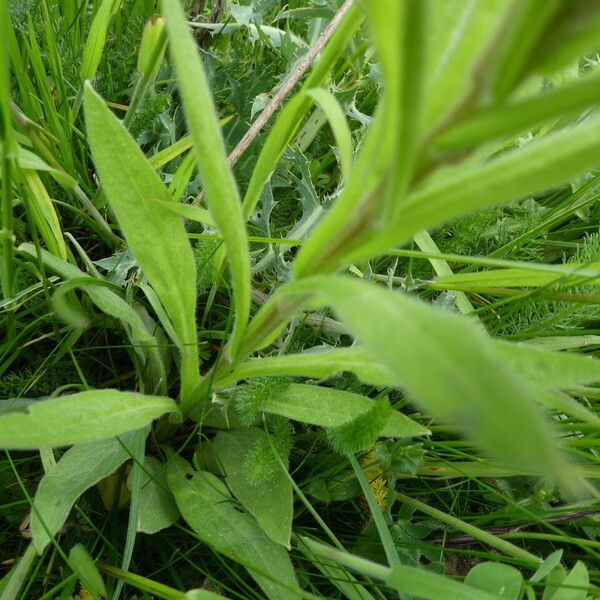 Cynoglossum officinale Cortiza