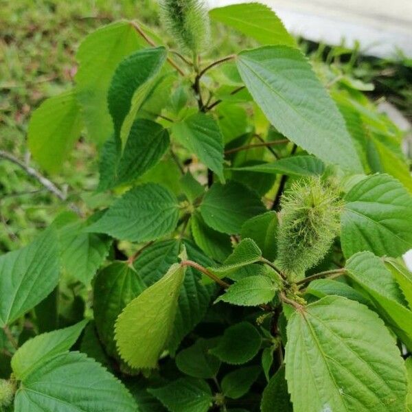 Acalypha alopecuroidea Лист