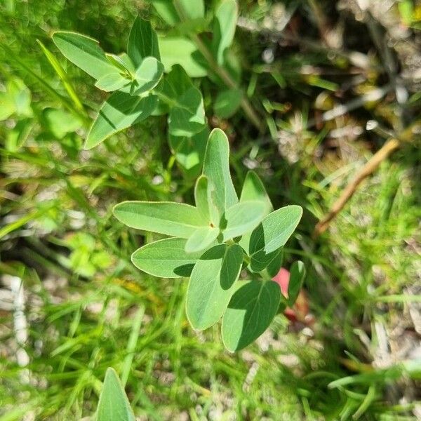 Hypericum montanum List