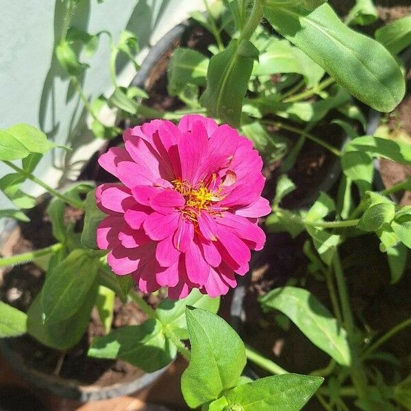 Zinnia peruviana Fleur