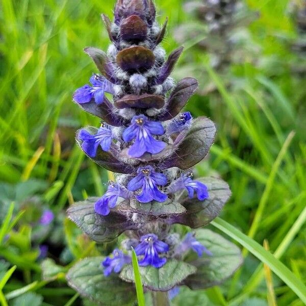 Ajuga reptans Φύλλο