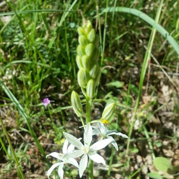 Loncomelos narbonense Fleur