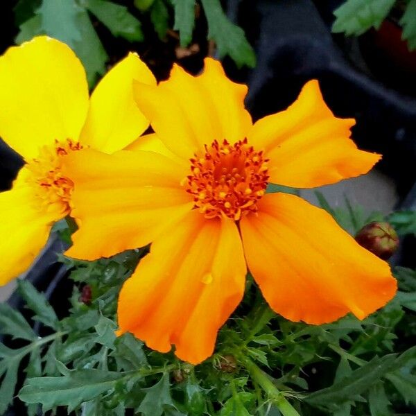 Tagetes erecta 花