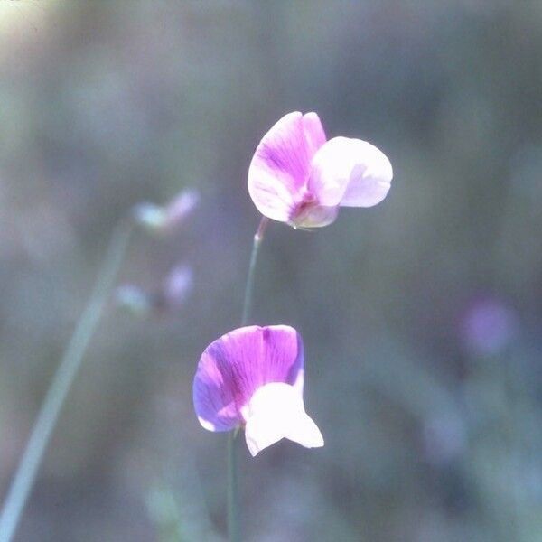 Lathyrus hirsutus Blomst