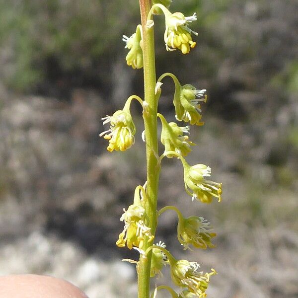 Reseda stricta Fleur