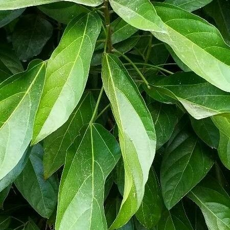 Scaphium scaphigerum Leaf